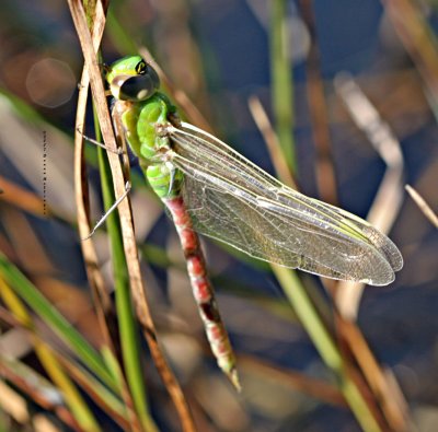 Dragonfly Just Emerging