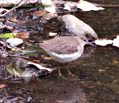 Least (or Solitary?) Sandpiper