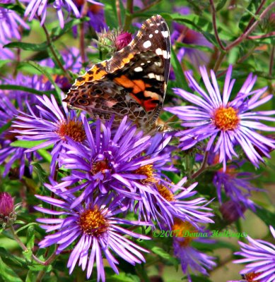 Painted Lady on Aster