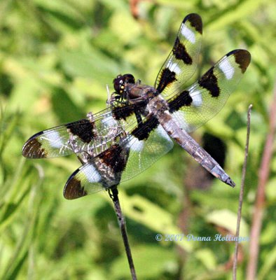 Twelve Spotted Skimmer