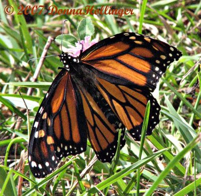 Monarch with a folded wing