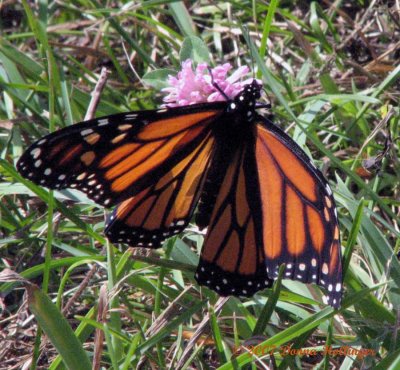 Monarch with bent wing