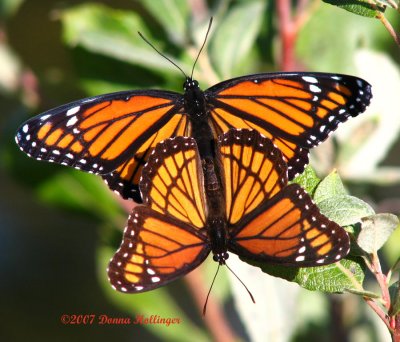 Limenitis archippus (Viceroys)