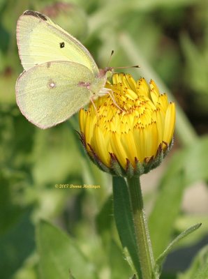 Butterfly and the Calendula