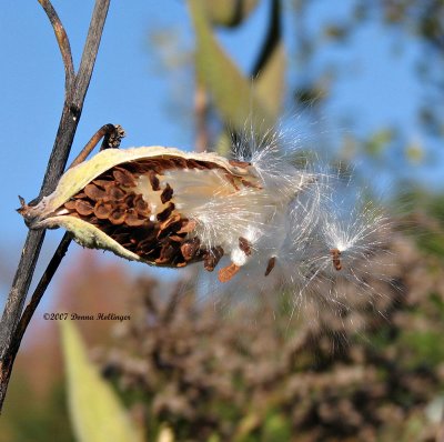 Milkweed Seeds in the Wind III