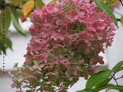 Hydrangea in the rain