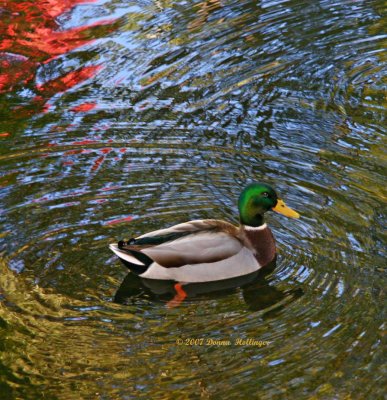 Mallard drake catching the light