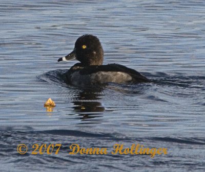 Ring Necked Duck