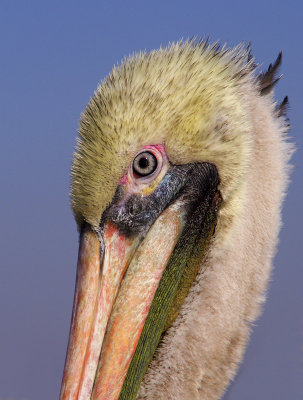 Pelican, Venice CA