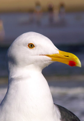 Seagull, Venice CA
