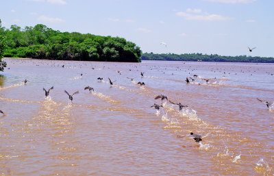 Coots scatter in Celestun biosphere