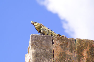 Iguana guarding his domain