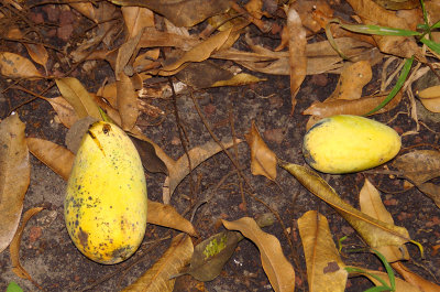 Careful falling mangos don't hit your head.