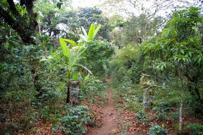 Good coffee requires shade. Plants are placed among taller ones.