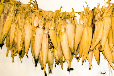 Corn hanging to dry