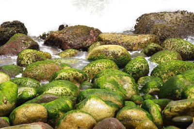 Moss covered rocks at low tide