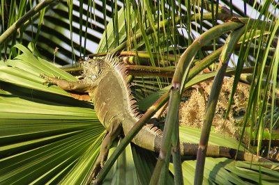 Iguana in palm tree from 3rd floor