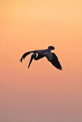 Diving pelican at dusk