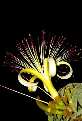 Nocturnal flower