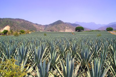 Tequila is made from these aguave plants