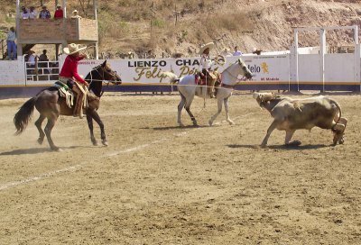 Bull roping