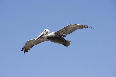 Pelican