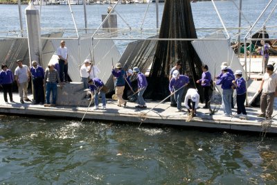 Buddhist sect releasing anchovies back to ocean