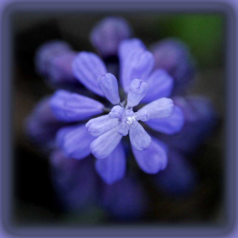 Hyacinth