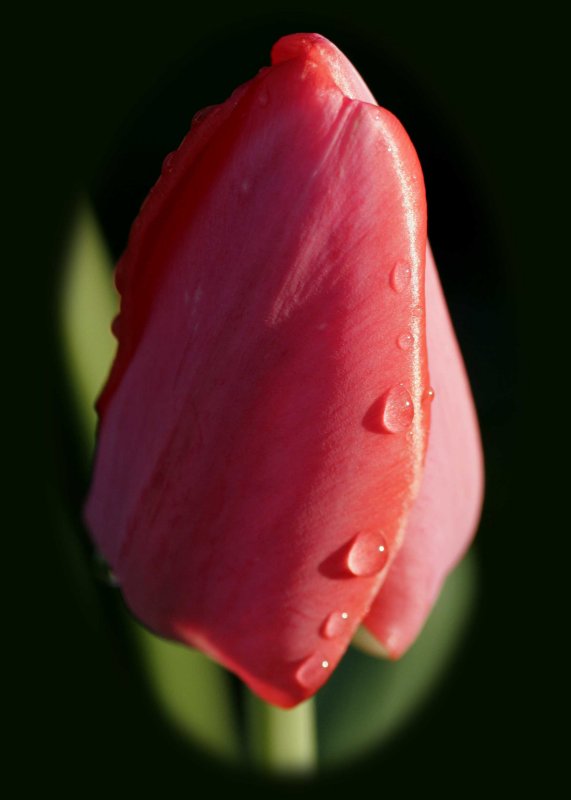 Tulip drops