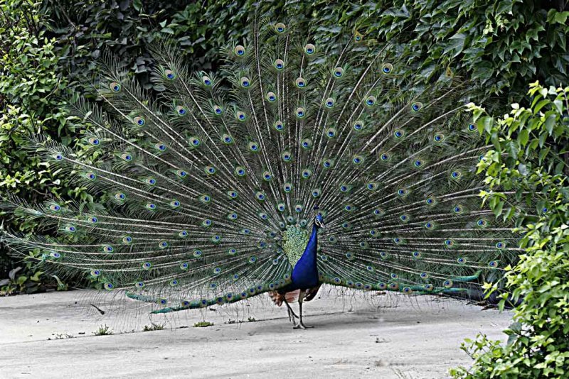peacock