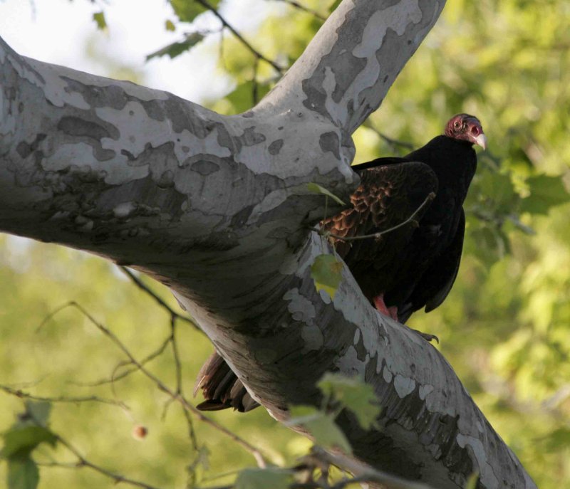turkey vulture