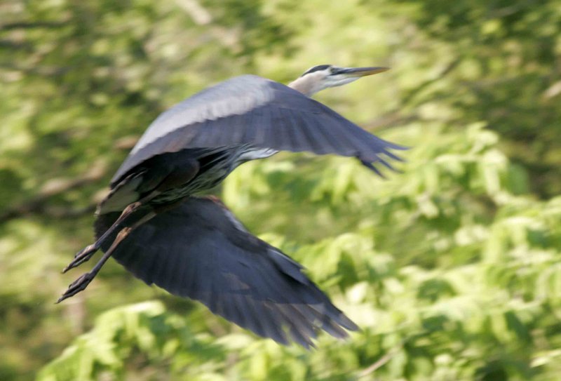 Blue Heron