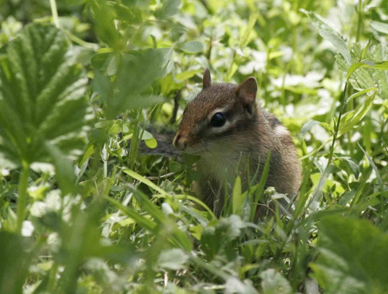 chipmonk