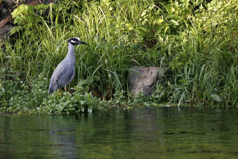 heron