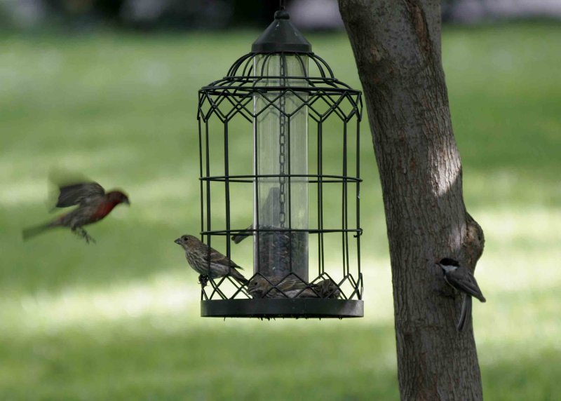 house finch