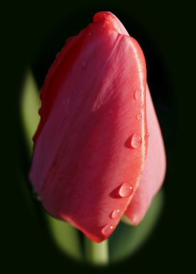 Tulip drops