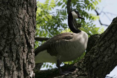Goose in a tree?