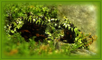 3-spotted-frogs