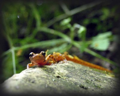cave-salamander