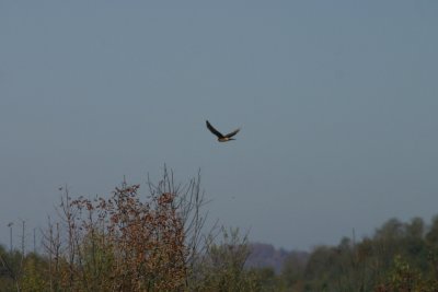 Someone Spots a Northern Harrier