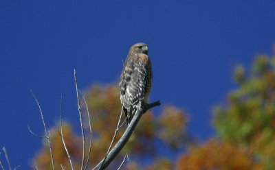 A Red-shouldered Hawk Perches Nearby