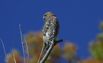 Red-shouldered Looking for Lunch