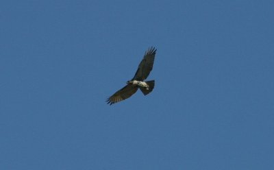 Another View of the Red-tail
