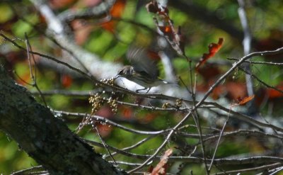 Yellow-rumped Warbler in Poison Ivy Berries