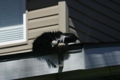 Tutu The Cat Sleeping on the Porch Roof