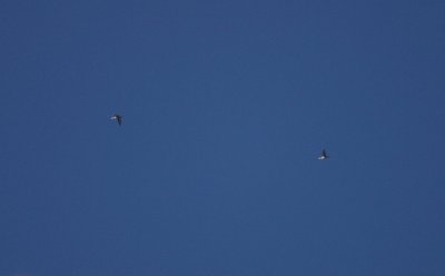 Cormorants Flying High Overhead