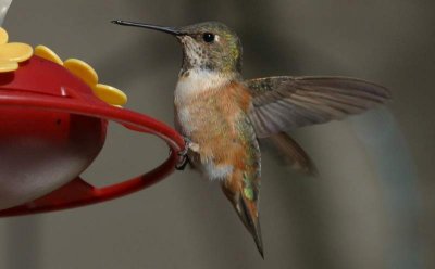 Selasphorous Hummingbird