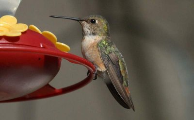 Selasphorous Hummingbird