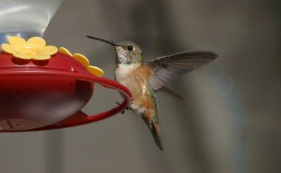 Selasphorous Hummingbird