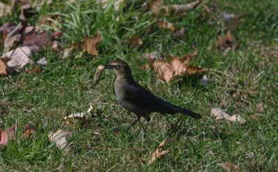 Rusty Blackbird